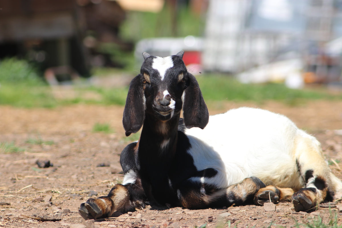 Baa Jovi