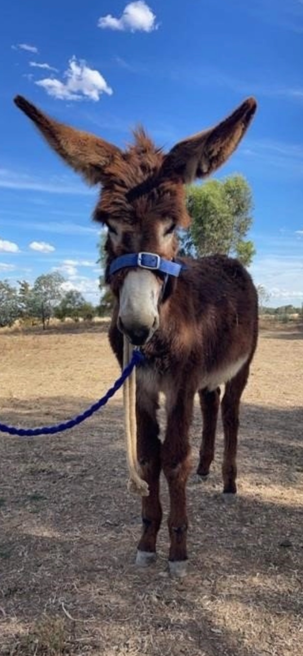 Craig the Donkey