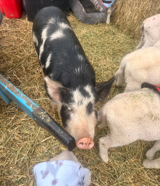 Porky Hooton