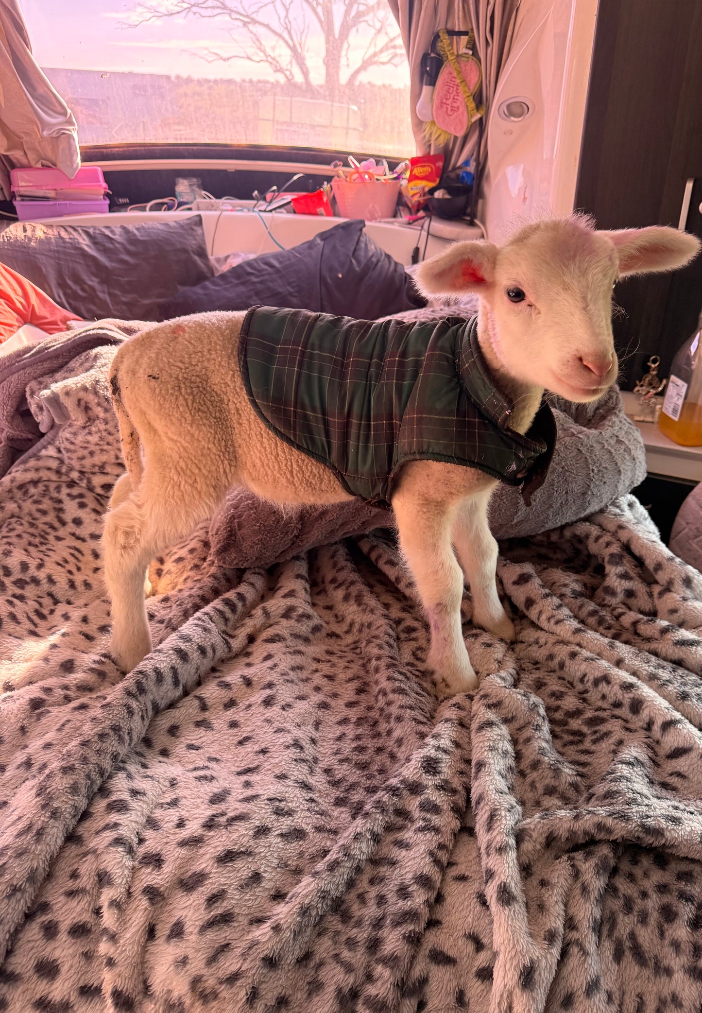 Fleece Lightning