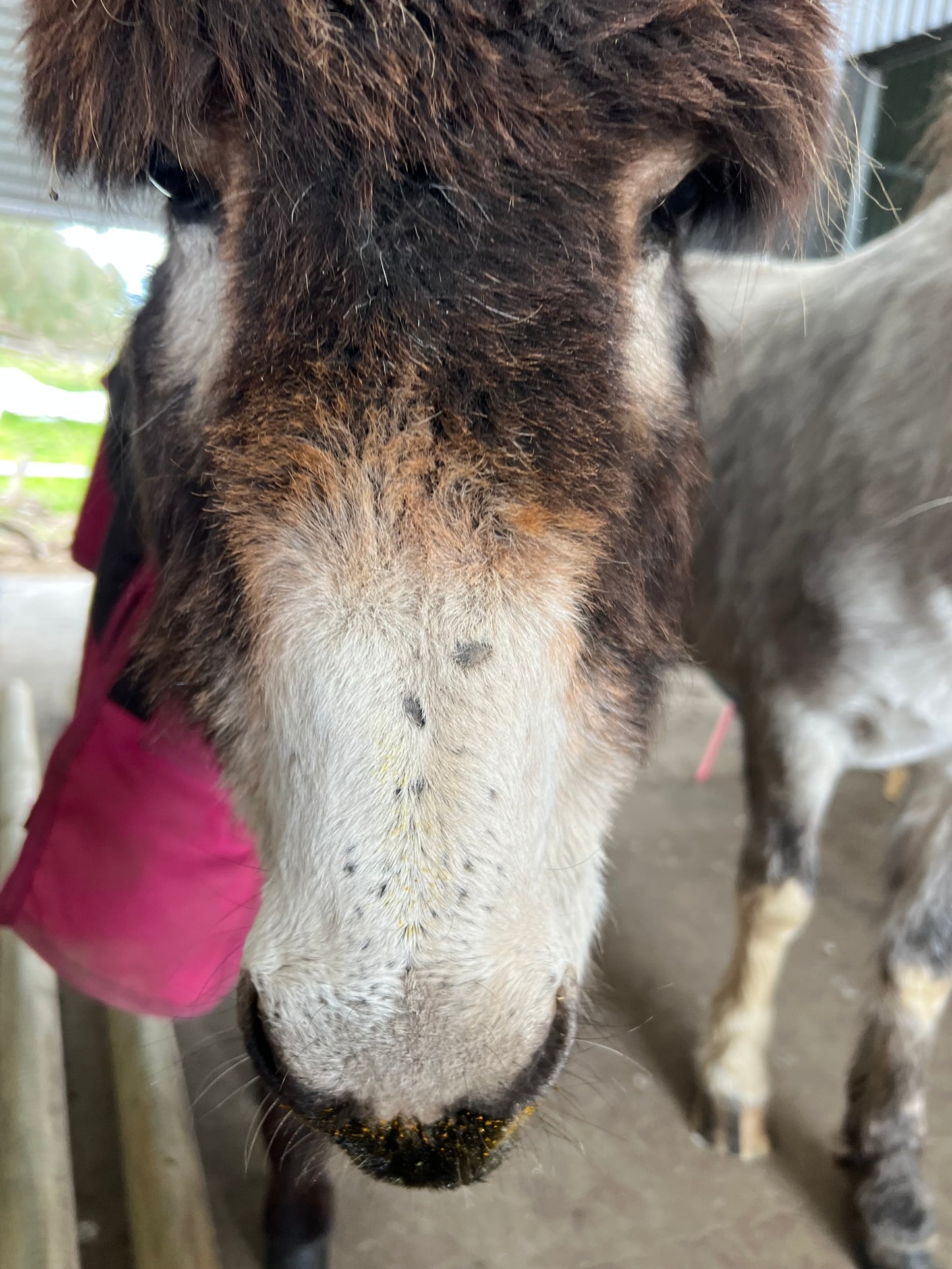 Craig the Donkey