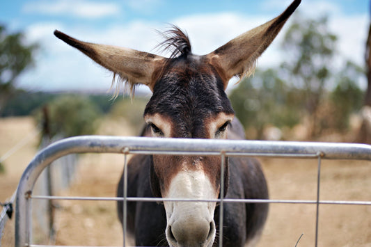 Craig the Donkey