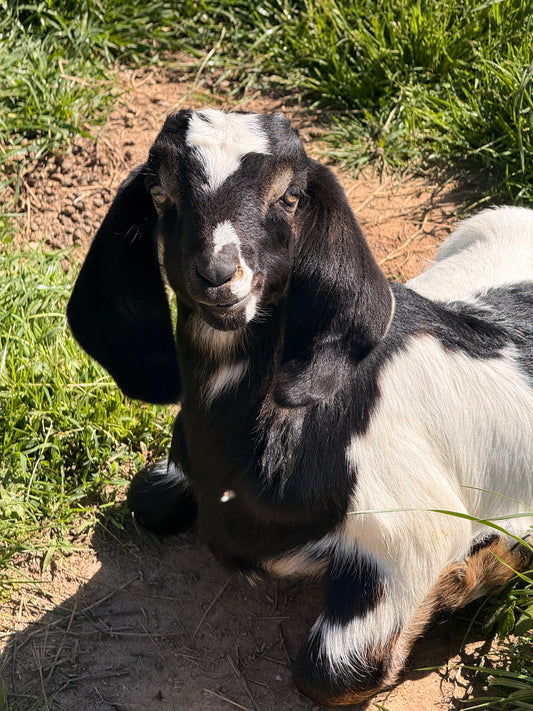 Baa Jovi