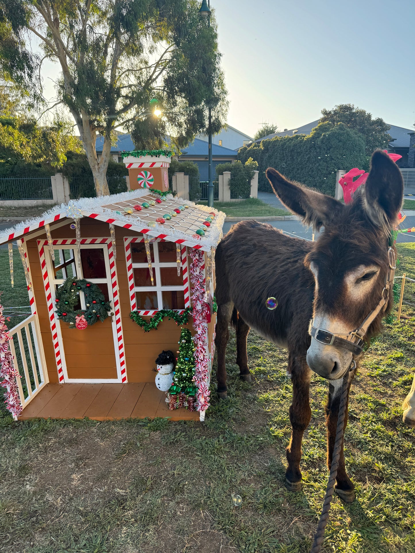 Craig the Donkey