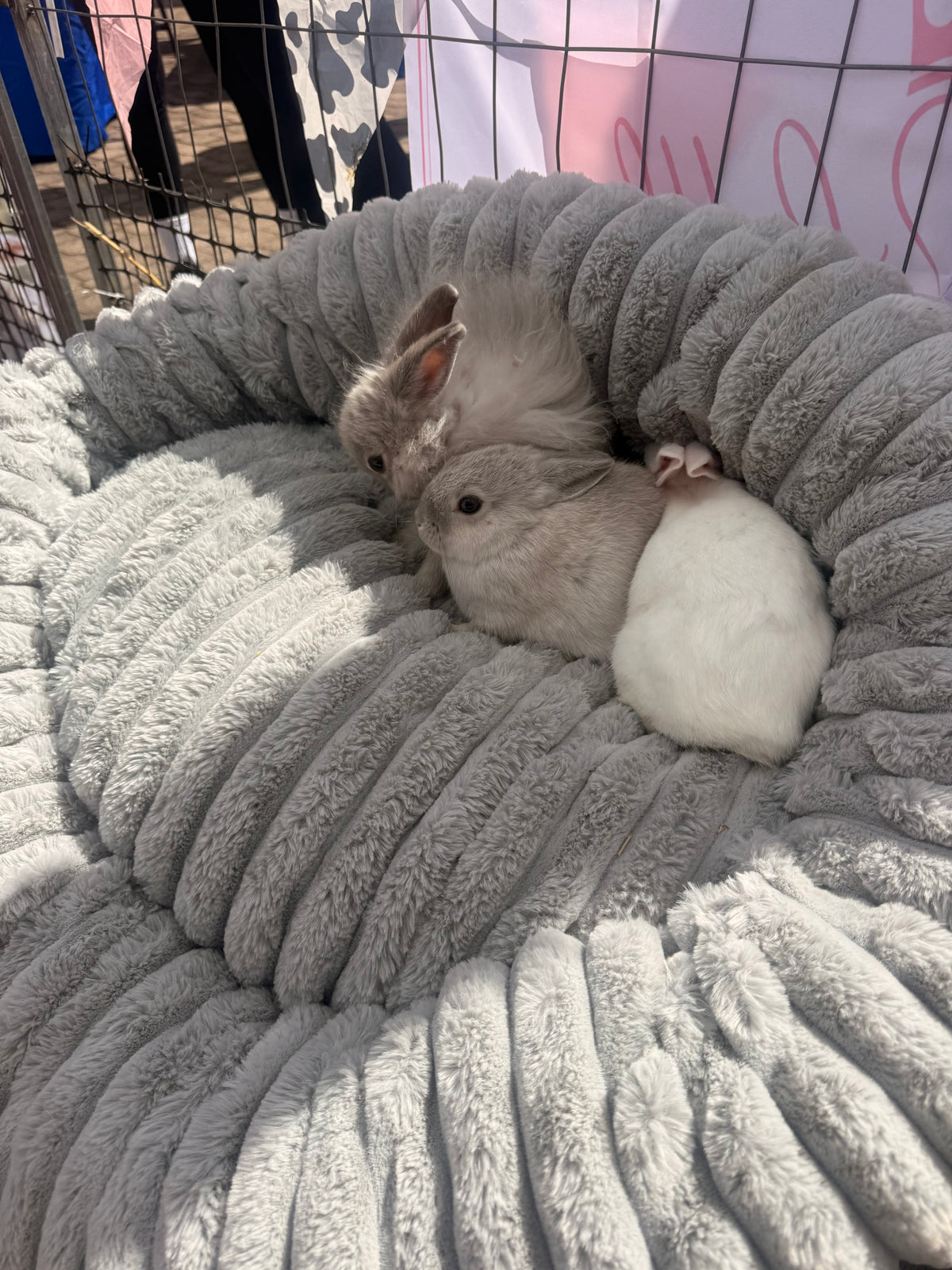 Marshmellow
