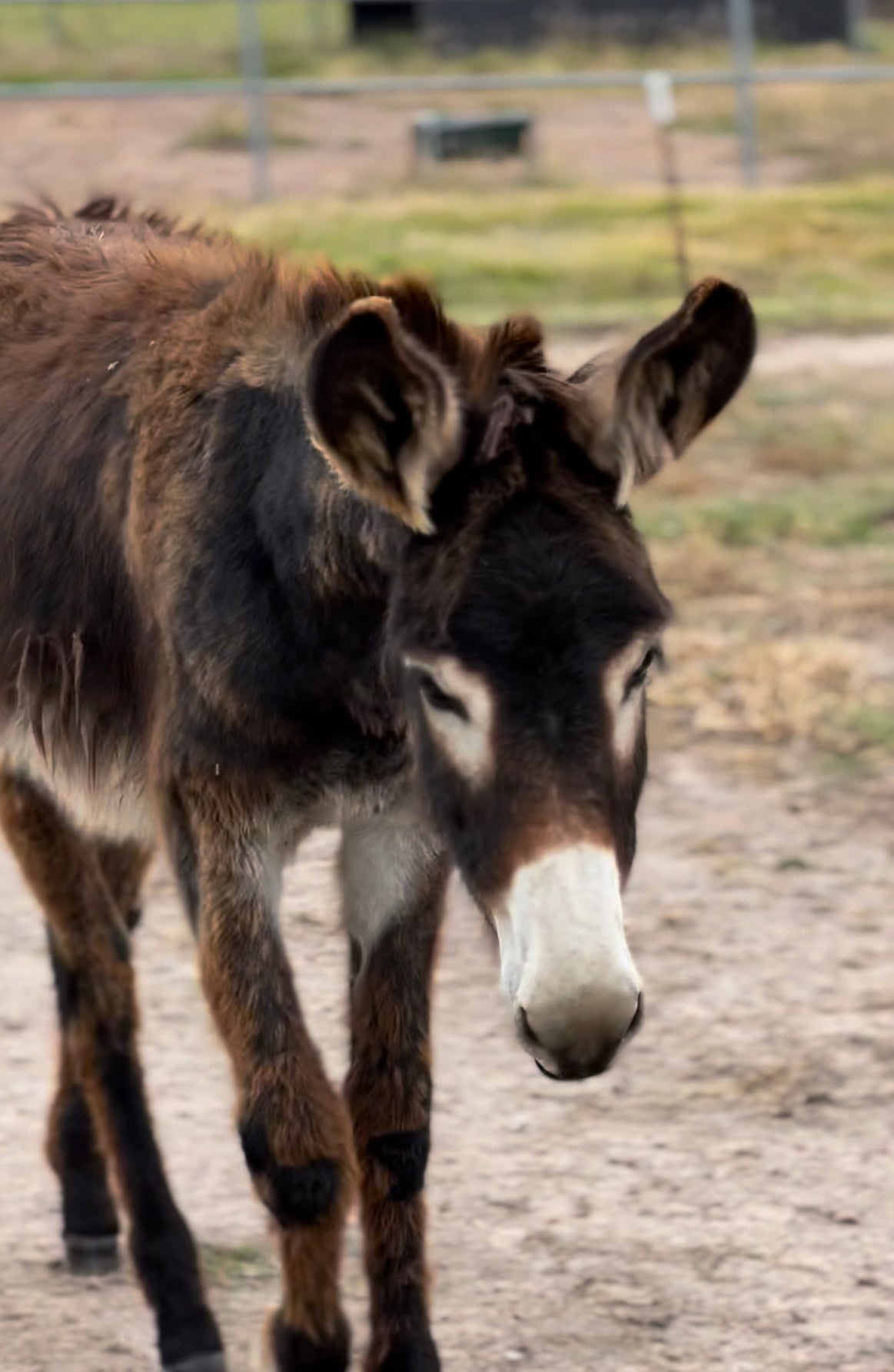 Craig the Donkey